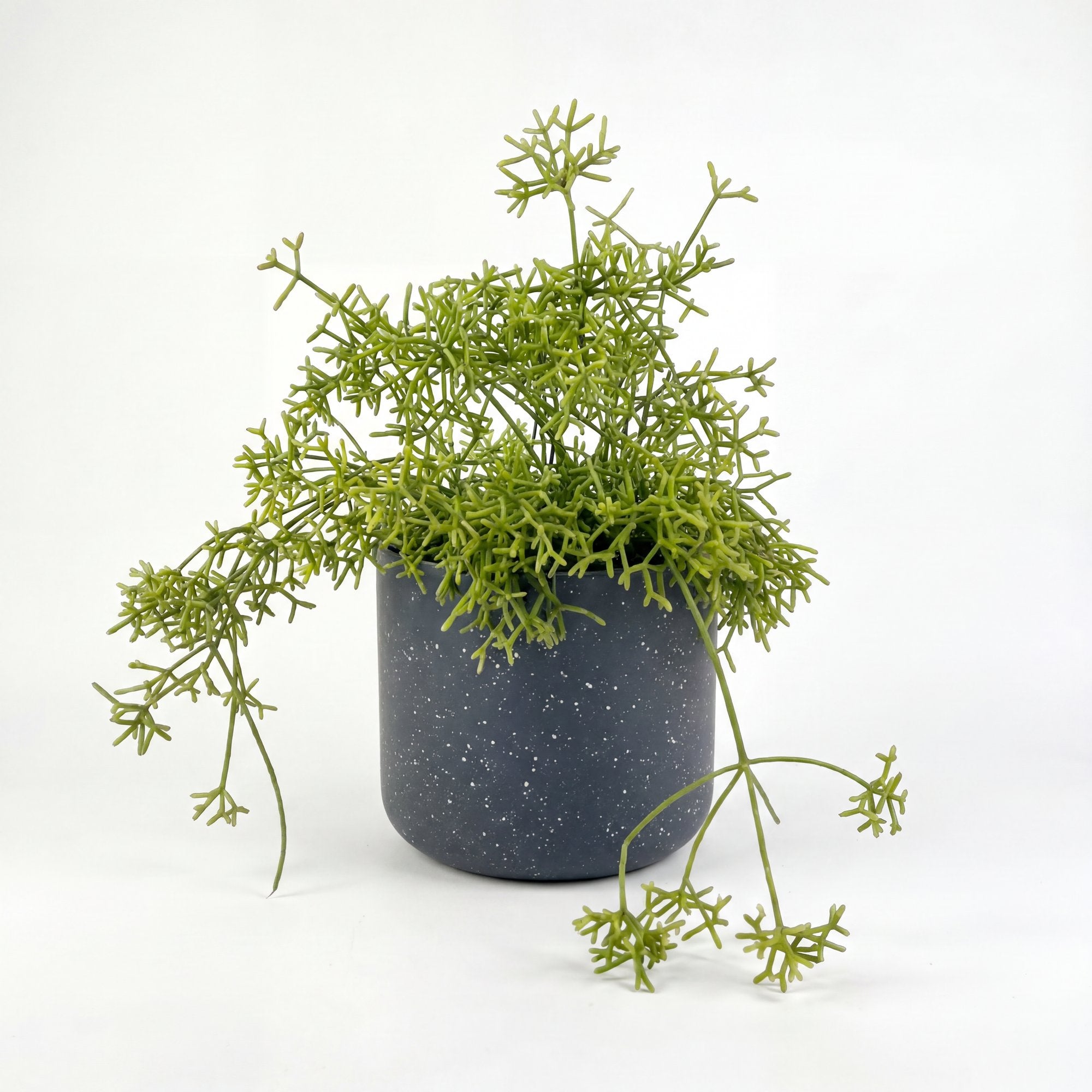 Small Rhipsalis Cereuscula Mistletoe with Mia Pot - Charcoal Speckle