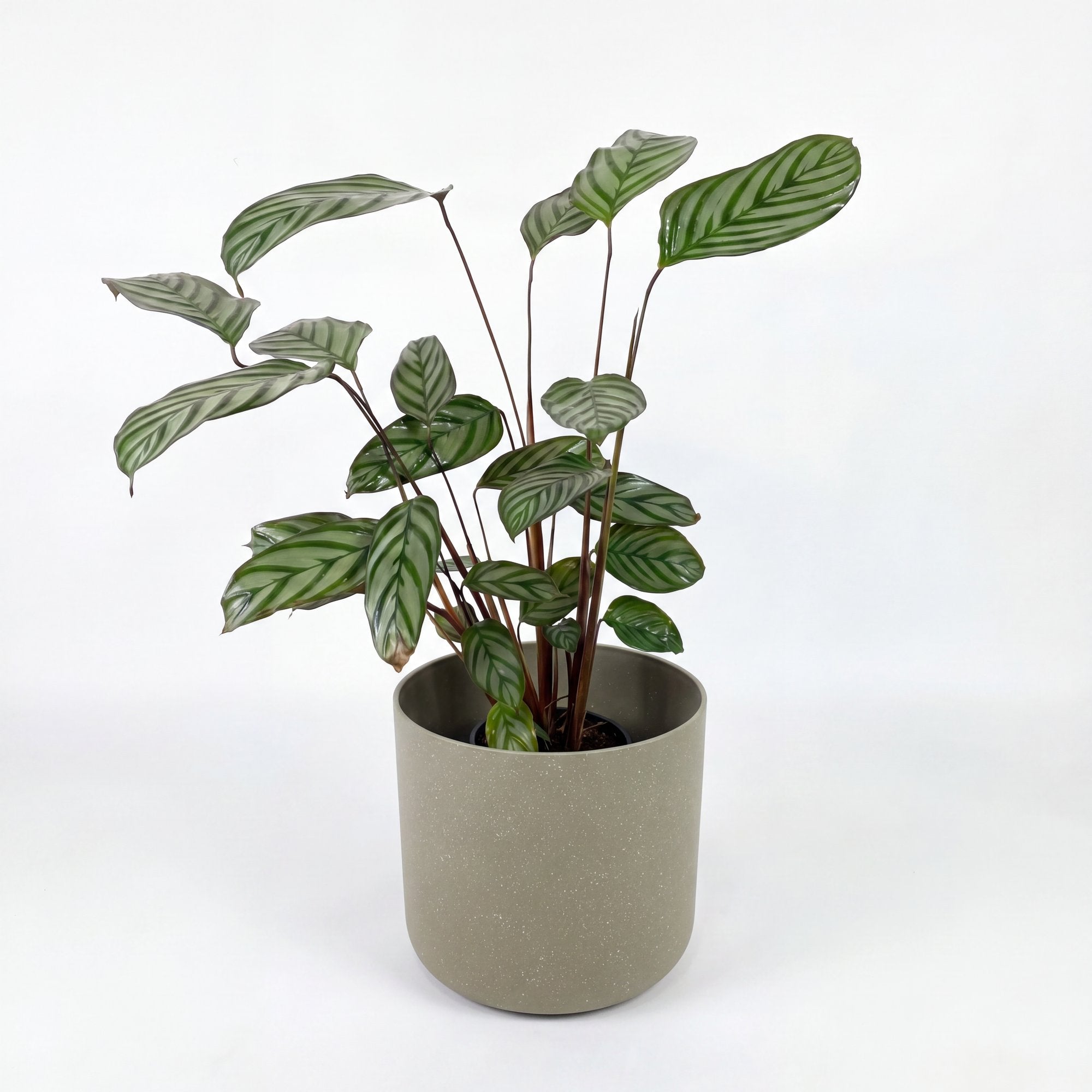Medium Ctenanthe Setosa Grey Star with Mia Pot - Olive Speckle