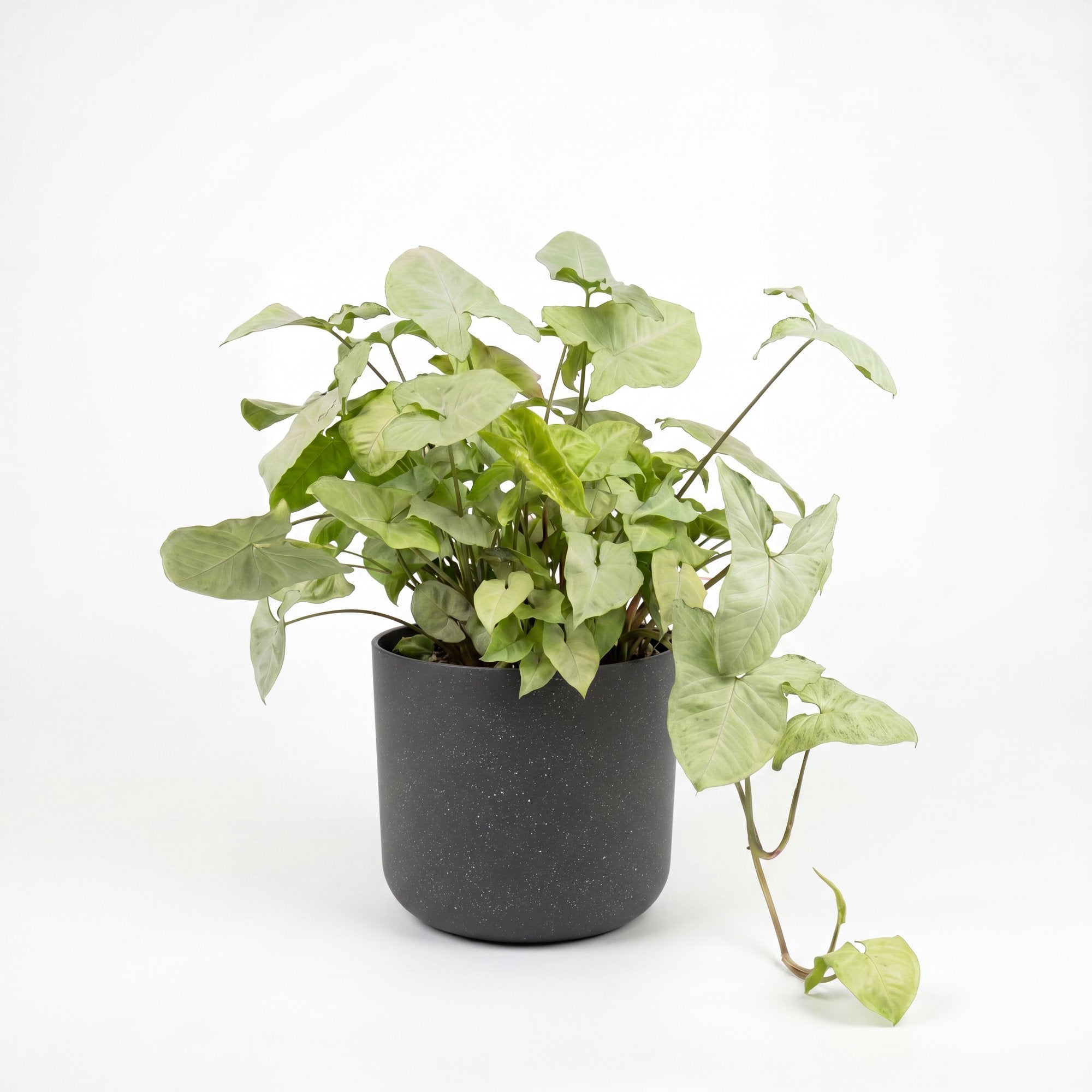 Medium Syngonium 'White Butterfly' with Mia Pot - Charcoal Speckle