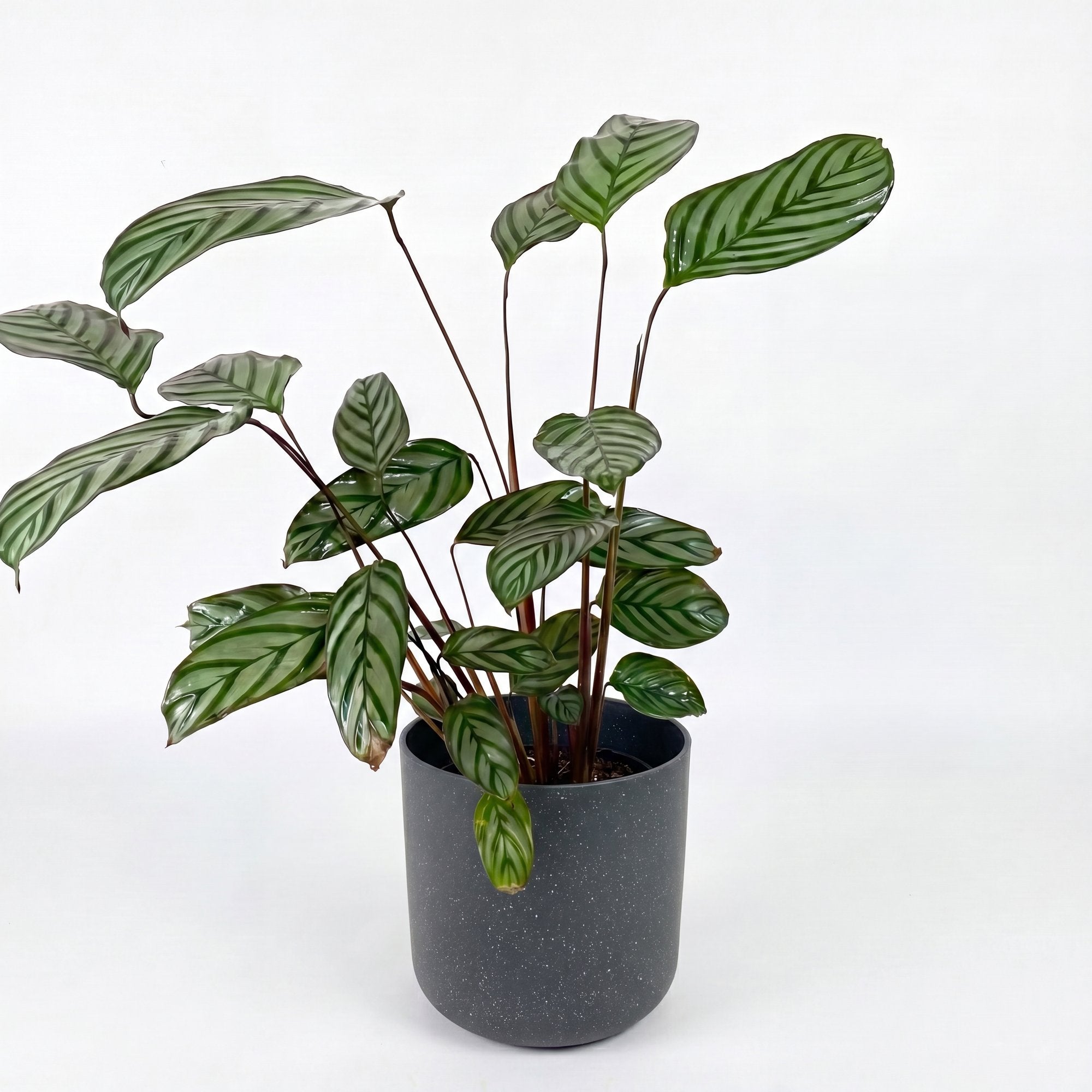 Medium Ctenanthe Setosa Grey Star with Mia Pot - Charcoal Speckle