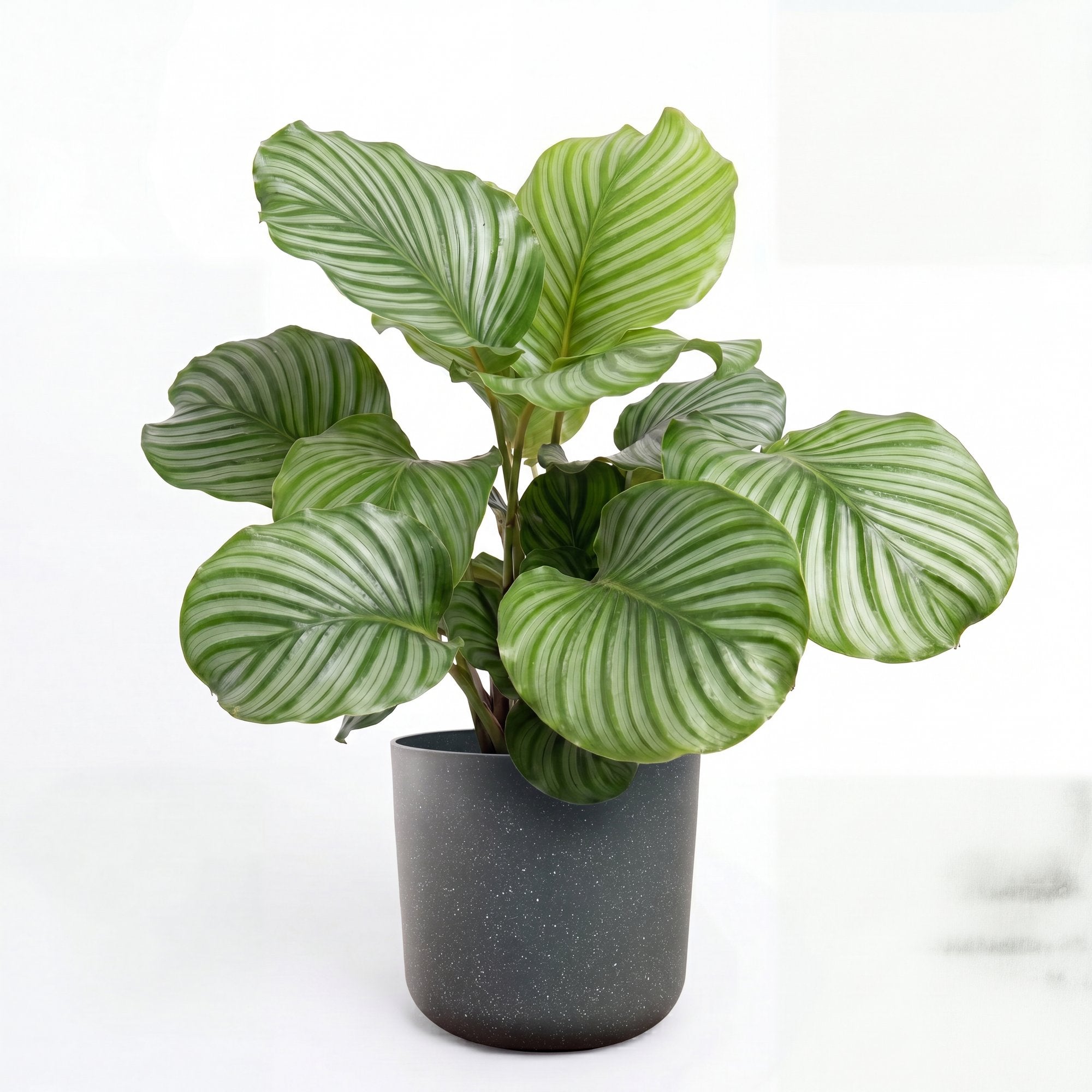 Medium Calathea Orbifolia with Mia Pot - Charcoal Speckle