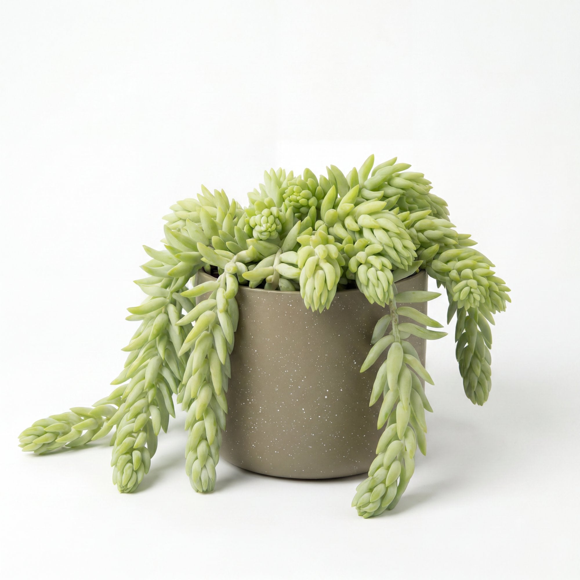 Small Sedum 'Donkey Tail' Cactus with Mia Pot - Olive Speckle