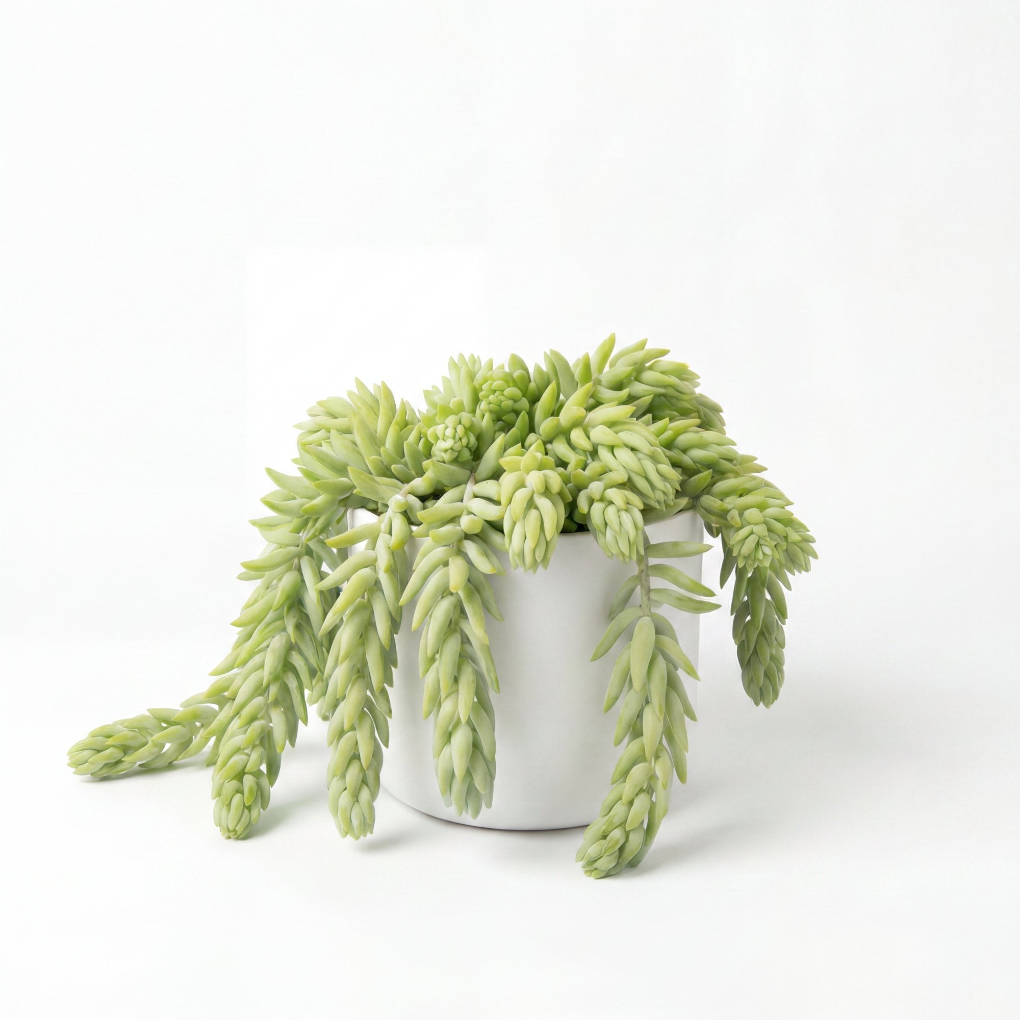 Small Sedum 'Donkey Tail' Cactus with Mia Pot - White