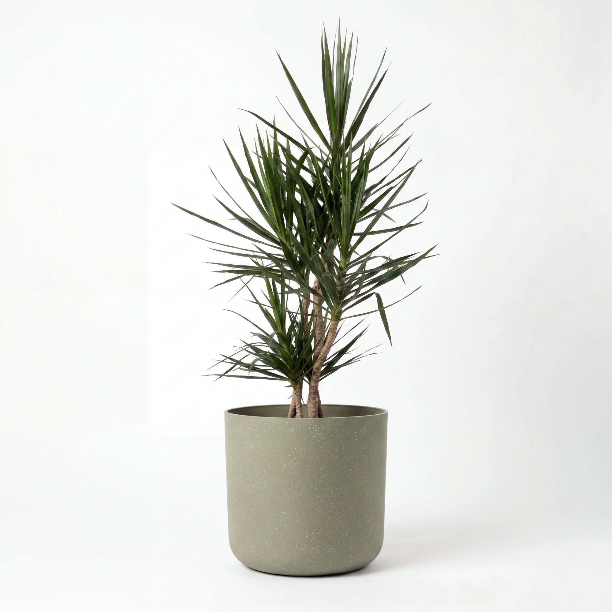 Medium Dragon Tree – Dracaena marginata with Mia Pot - Olive Speckle