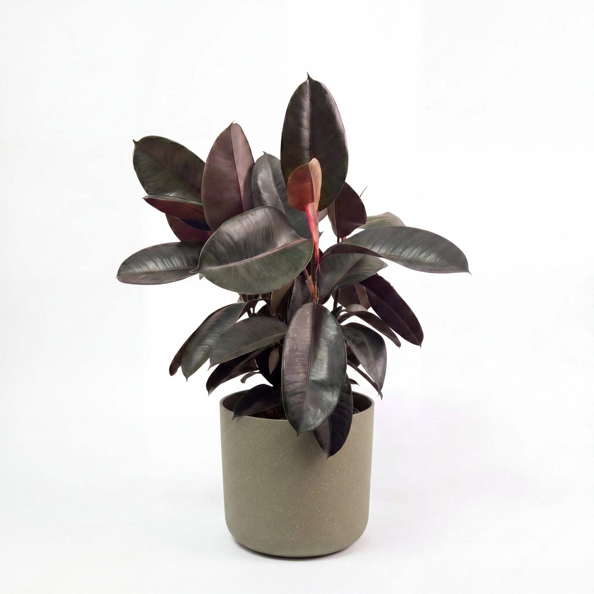 Medium Burgundy Rubber Tree with Mia Pot - Olive Speckle