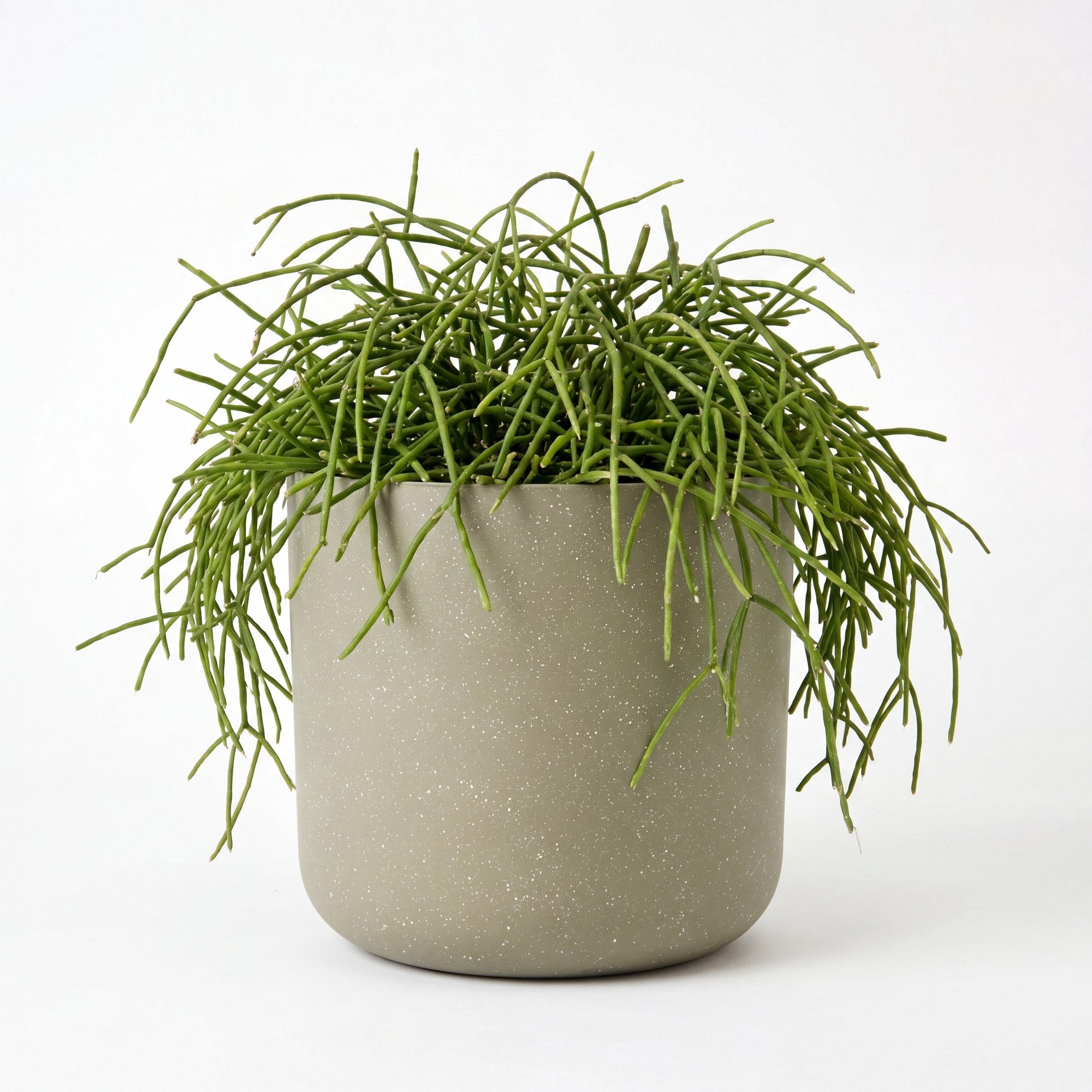 Medium Rhipsalis Capilliformis Hanging Cactus with Mia Pot - Olive Speckle