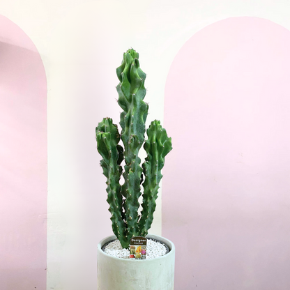 Cereus Peruvianus Monstrose Cactus