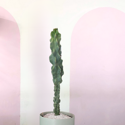 Cereus Peruvianus Monstrose Cactus