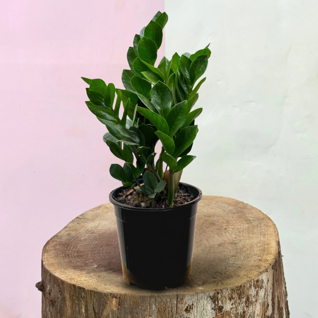 Zanzibar Gem 'ZZ Plant'  Low-Light Indoor Plant | Green Envy  Green Envy  Indoor Plants