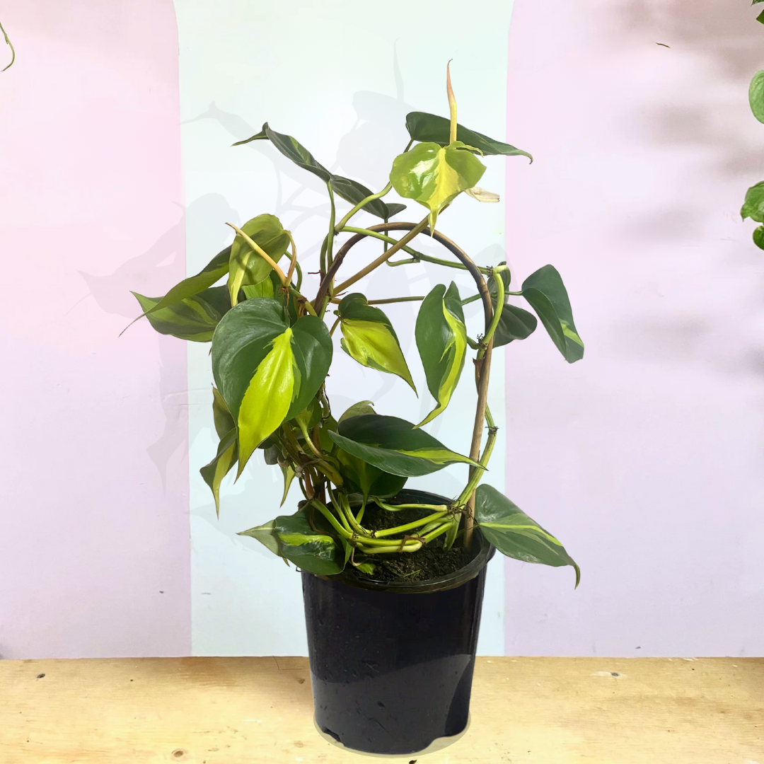 buy philodendron brasil australia Philodendron Brasil – Trailing Indoor Plant
