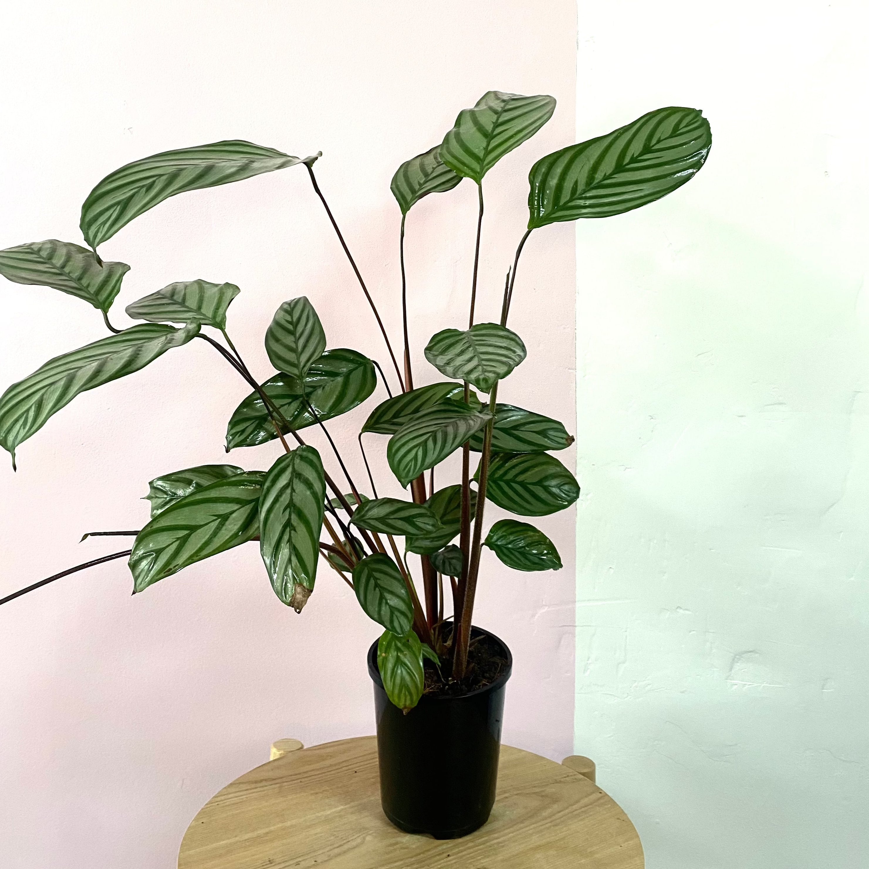 Ctenanthe Setosa Grey Star