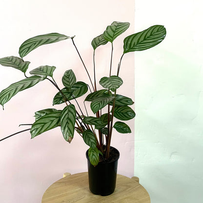 Ctenanthe Setosa Grey Star