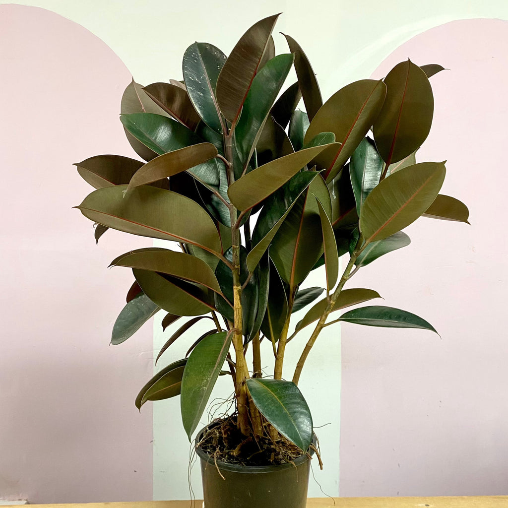 Rubber Tree