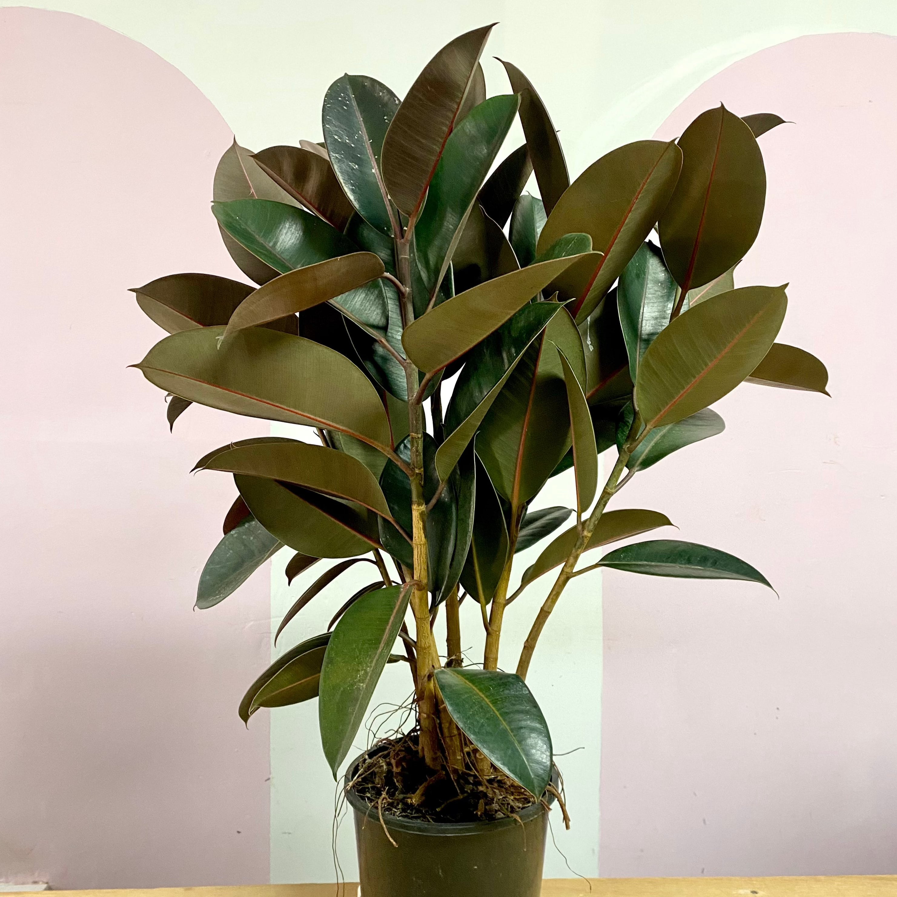 Rubber Tree