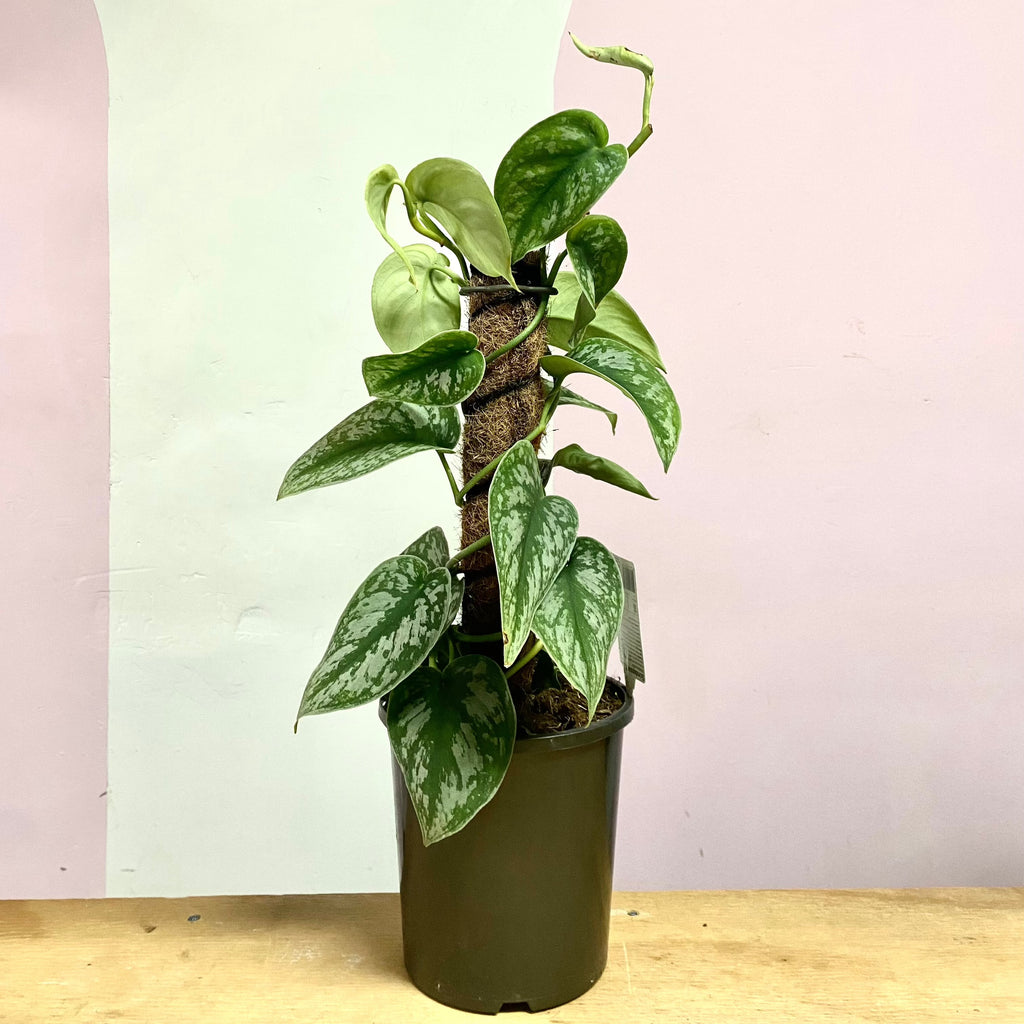 satin pothos 中文 银丝绿萝——易于护理的室内植物,12厘米盆| Green Envy – Green Envy Indoor Plants