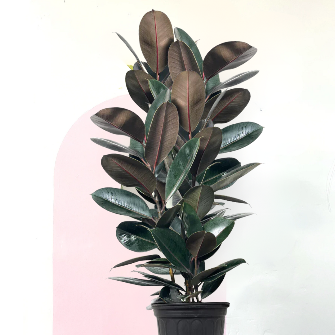 Rubber Tree