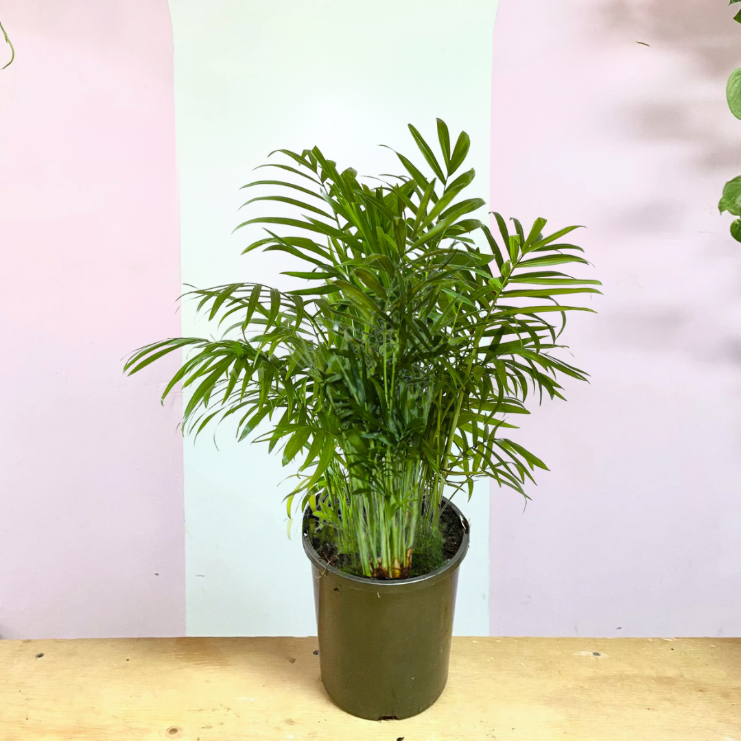 Parlour Palm