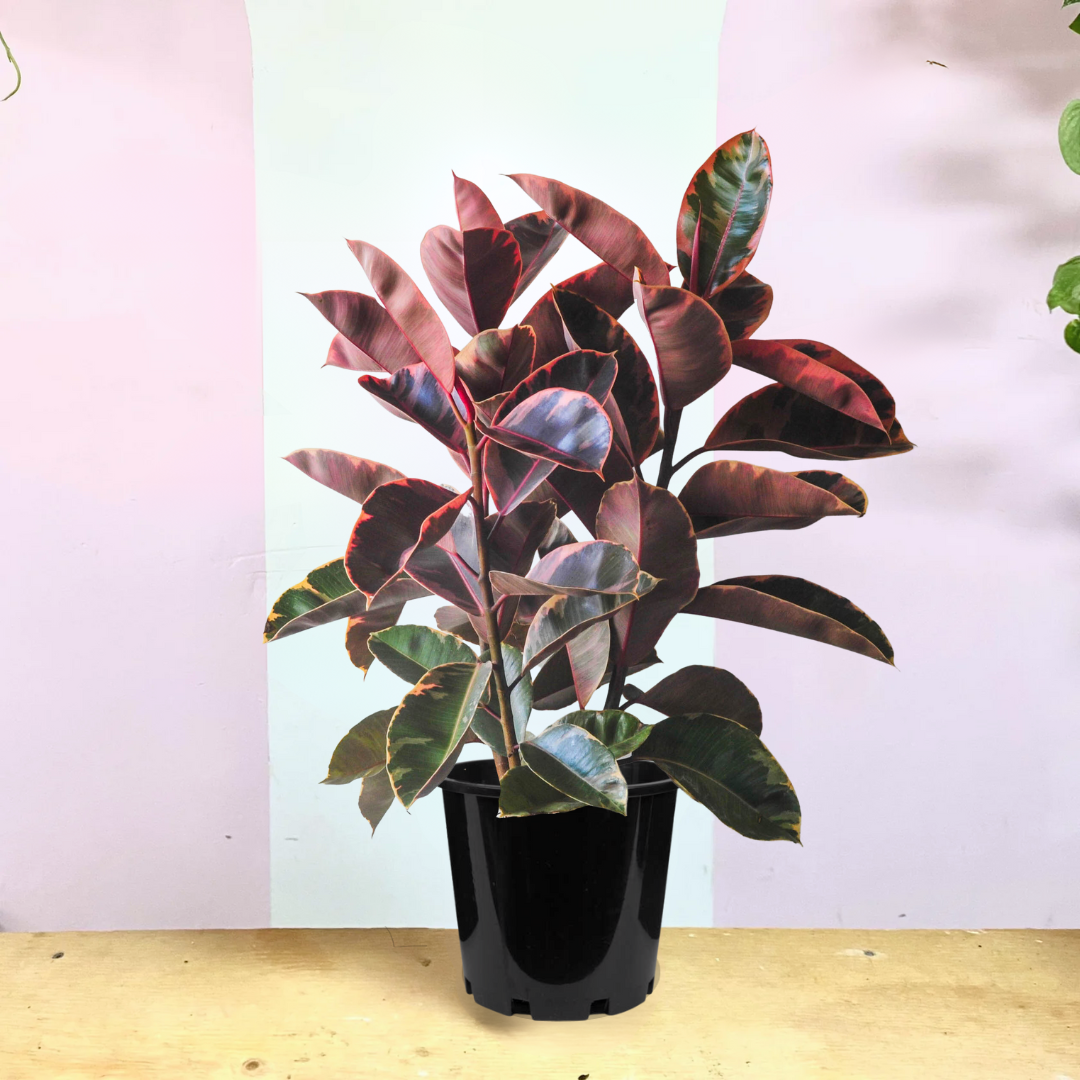 Rubber Tree Ruby at Barbara Rojas blog